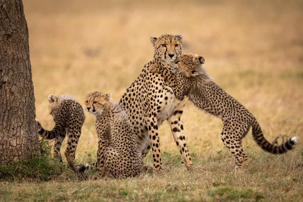 Cachorro Abraza Guepardo Hierba Por Hermanos — Foto de Stock