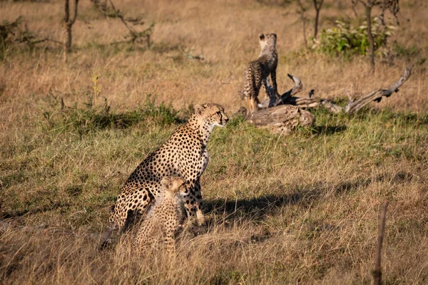 Cub Log Achter Cheetah Broer Zuster — Stockfoto