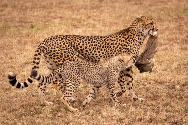 Jungtier Beißt Buschhase Der Von Geparden Getragen Wird — Stockfoto