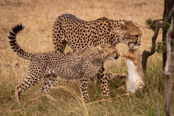 Cub Claws Schrobben Haas Gehouden Door Cheetah — Stockfoto