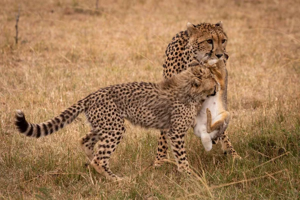 Cheetah Tarafından Taşınan Tavşan Yavrusu Isırmak Fırçalayın — Stok fotoğraf