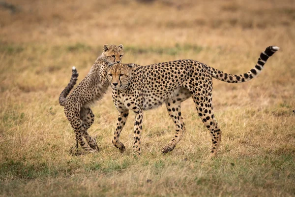 Cheetah arka Paws koyarak yavrusu