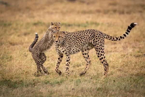 Cub Poten Zetten Achterkant Cheetah — Stockfoto