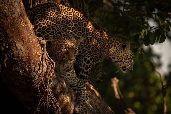 Cub Sta Dietro Leopardo Sdraiato Sull Albero — Foto Stock