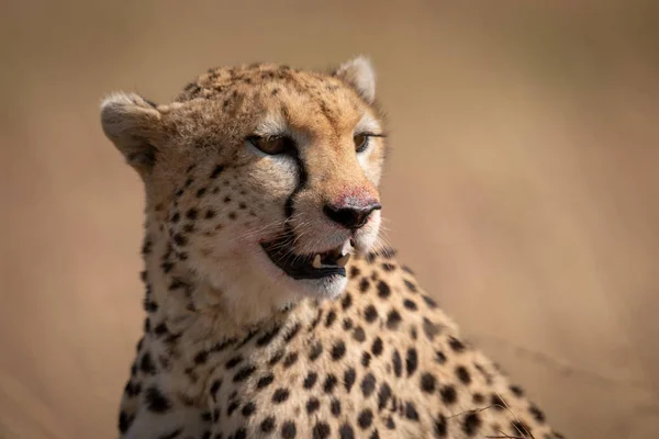 Close Cheetah Sitting Bloody Mouth Royalty Free Stock Images