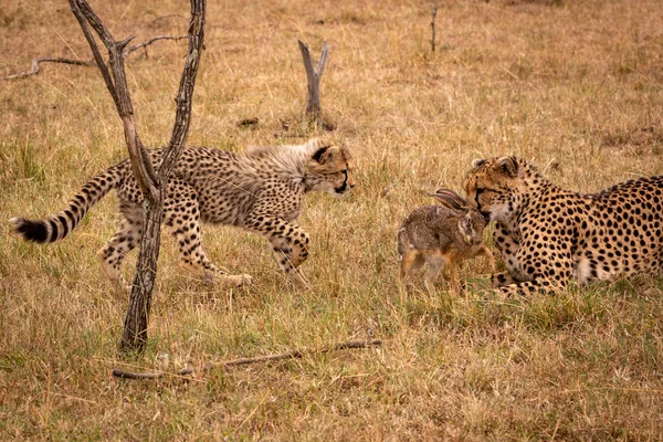 Cub Wandelingen Naar Cheetah Bijten Scrub Haas — Stockfoto