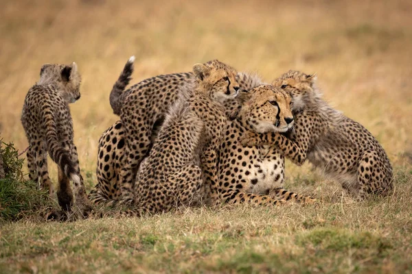 Nourriture Oursons Guépard Dans Herbe Côté Autre — Photo