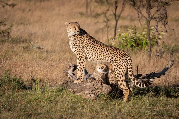 Welpen Nuzzling Onder Cheetah Leunend Logboek — Stockfoto