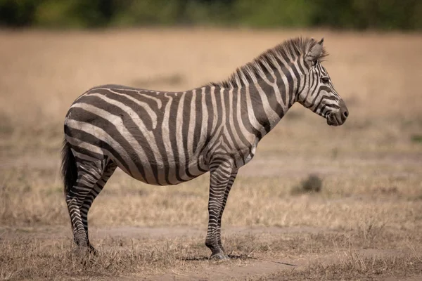 Poros Alföldi Zebra Áll Száraz Legelő — Stock Fotó