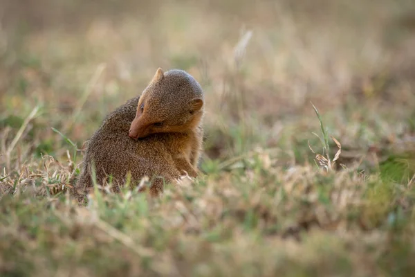 Zwergmangust Sitzt Gras Und Pflegt Sich — Stockfoto