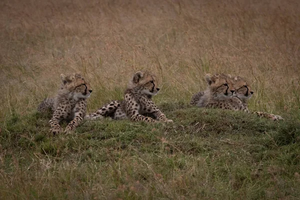 Quatre Petits Guépards Couchés Sur Monticule Herbeux — Photo