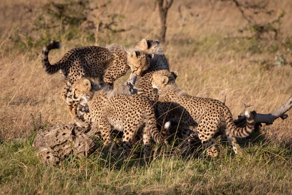 Quatre Guépards Jouant Sur Des Bûches Mortes — Photo