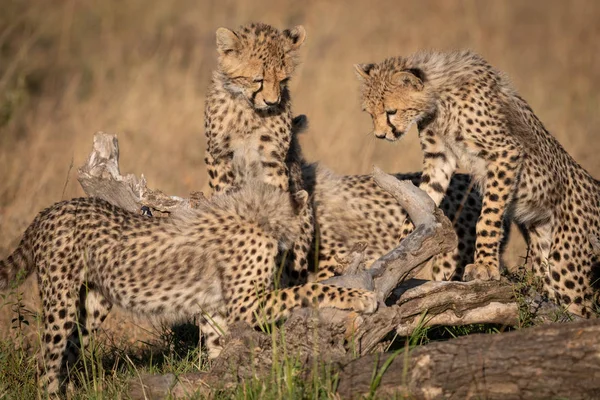 Fyra Cheetah Ungar Spela Döda Logga — Stockfoto