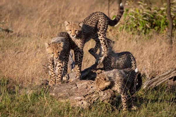 Quatre Guépards Jouant Sur Une Branche Morte — Photo