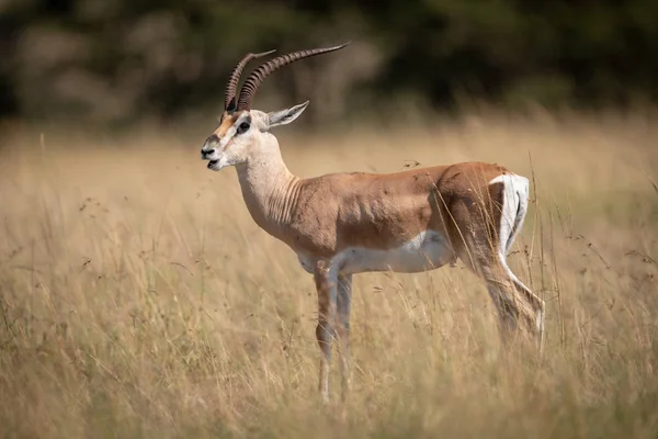 Grant Gazelle Opens Mouth Standing Grass — Stock Photo, Image