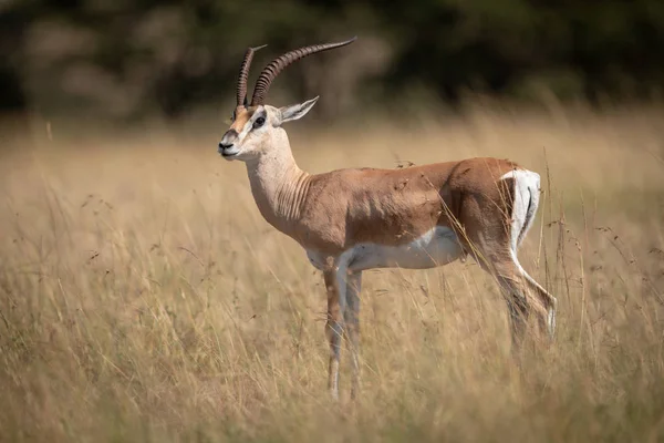 Grant Gazelle Encuentra Cámara Ojo Hierba —  Fotos de Stock