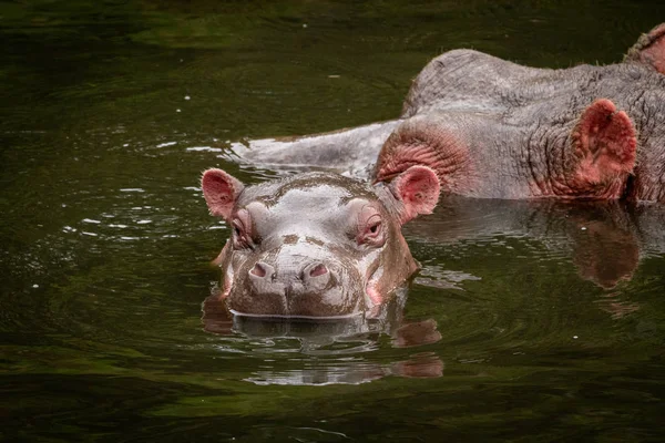 カバと水で子牛の頭 — ストック写真