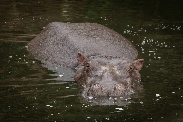 Hippo Facing Camera Dark River Water — Stock Photo, Image