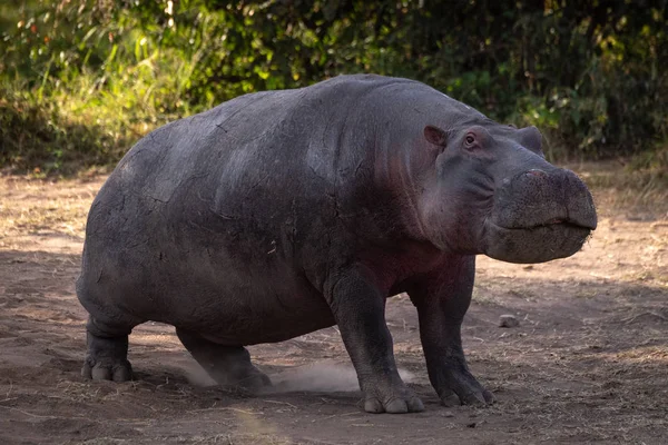 Hippo Stående Smuts Tittar Kameran — Stockfoto