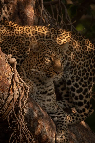 Leopardo Yace Árbol Con Cachorro Detrás — Foto de Stock