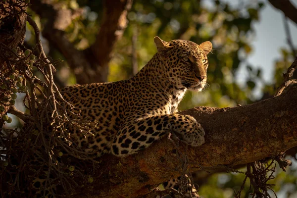 Leopard Leży Drzewo Podniesiona Głową — Zdjęcie stockowe