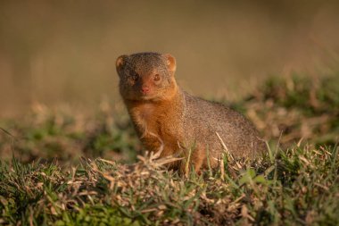 Kamera karşı karşıya otların arasında oturan cüce Firavun faresi