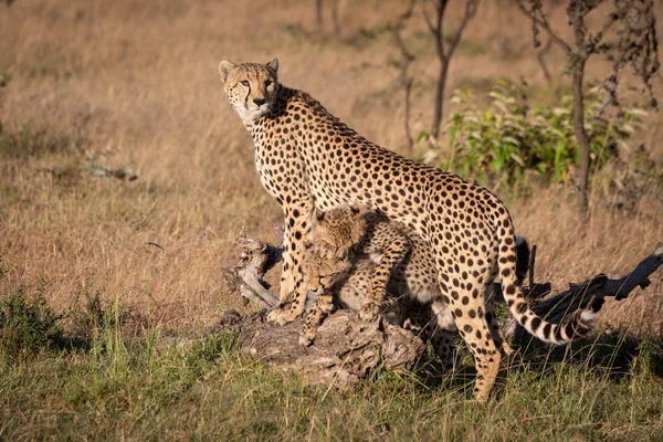 Welpen Strijd Onder Cheetah Leunend Logboek — Stockfoto