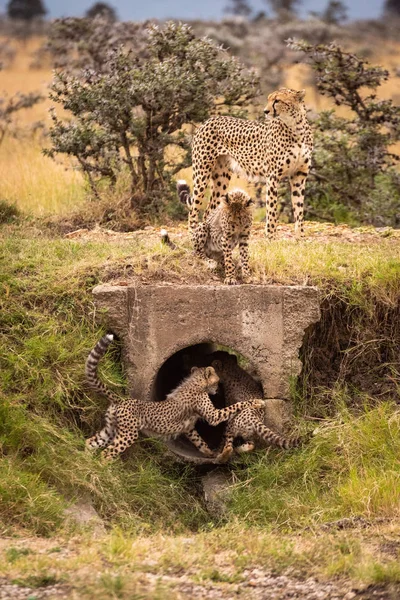 Cachorros Jugando Pipa Con Guepardo Arriba — Foto de Stock