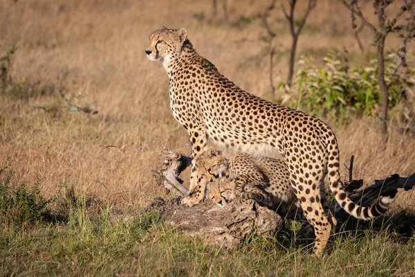Welpen Spelen Onder Cheetah Leunend Logboek — Stockfoto