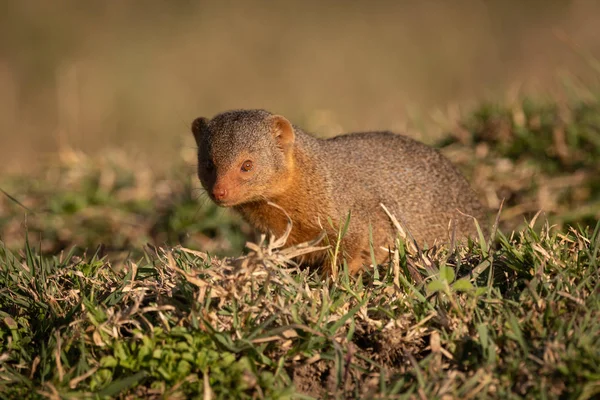 Mongoose Anão Senta Grama Enfrentando Câmera — Fotografia de Stock