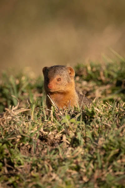 Dvärg Mongoose Sitter Gräset Med Ljusglimt — Stockfoto