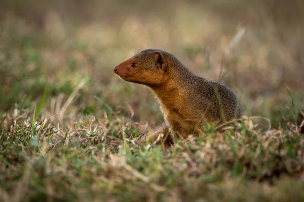 Dwarf mongoose sits looking left in grass