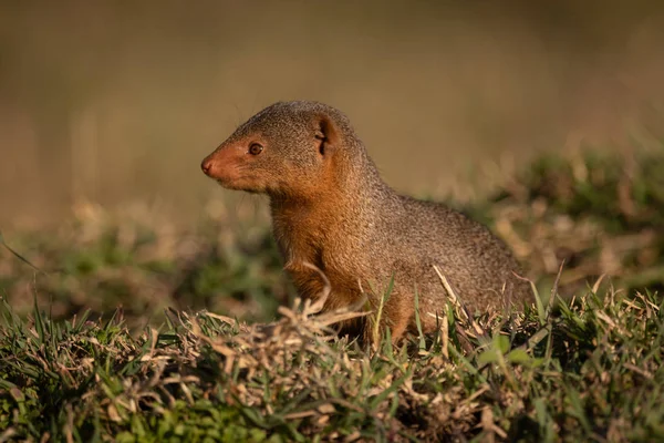 Mongoose Trpaslík Sedící Trávě Při Pohledu Vlevo — Stock fotografie