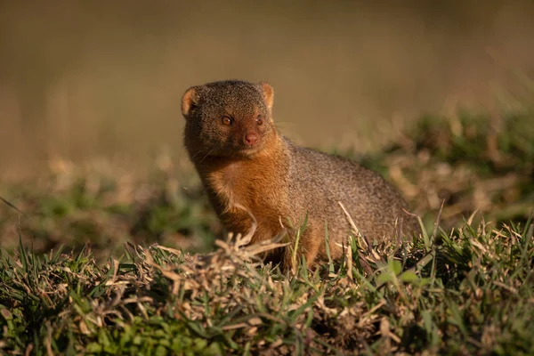 Mongoose Trpaslík Sedící Trávě Otáčení Hlavy — Stock fotografie