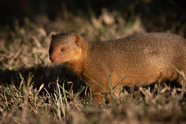 Trávě Čelí Fotoaparát Stojí Trpasličí Mongoose — Stock fotografie