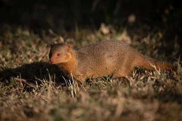 Mongoose Anão Grama Enfrenta Câmera — Fotografia de Stock