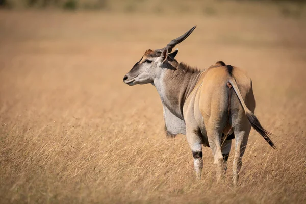 Eland Standing Long Grass Turns Head — Stock Photo, Image