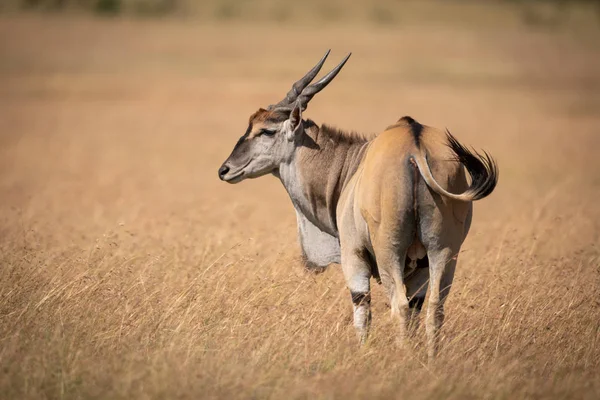 Eland Tient Dans Herbe Longue Regardant Gauche — Photo