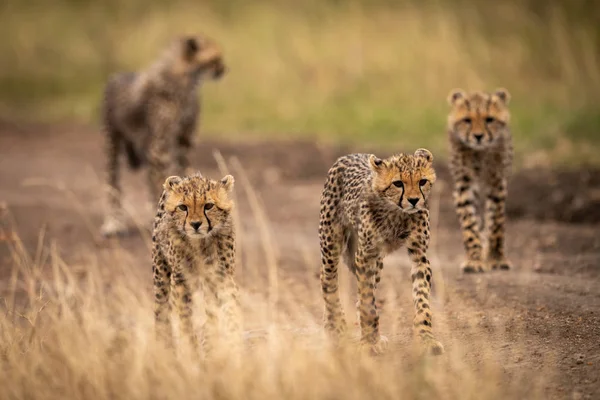 Négy Cheetah Cubs Sétál Dirt Pálya — Stock Fotó