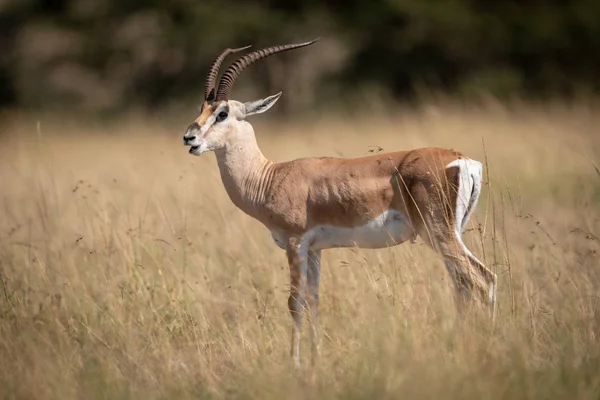 Grant Gazelle Abre Boca Pie Hierba —  Fotos de Stock