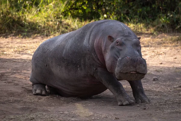 Hippo Sitting Dirt Looking Camera — Stock Photo, Image