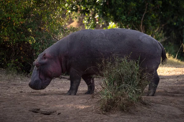 Hippo Debout Près Brousse Avec Des Arbres Derrière — Photo