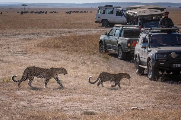 Leopard and cub walk past safari trucks