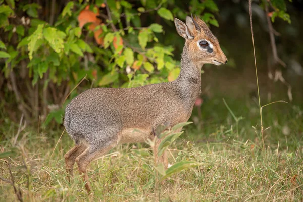 숲에서 프로필에 Dik Dik — 스톡 사진