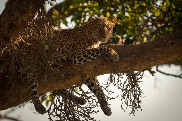 Leopard Ligger Gren Dinglende Ben Ned - Stock-foto