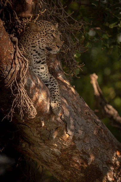 Леопард Лежит Дереве Бодрствуя — стоковое фото