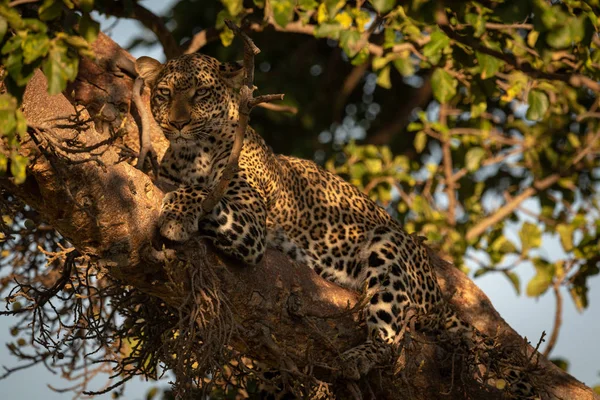 Leopard Makaa Puussa Pilkullisessa Auringonvalossa — kuvapankkivalokuva