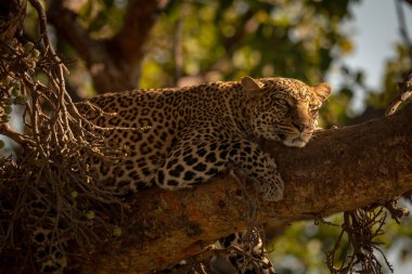 Leopar gün ışığında dalda uyur.