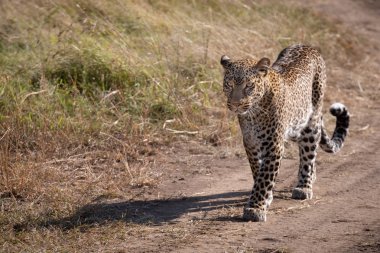 Savannah'ın üzerinde kumlu parça yürüyüş leopar