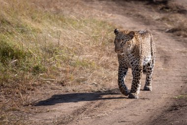Savannah kumlu parça boyunca yürüyüş leopar